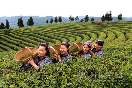 四川广元旺苍:小小茶叶助圆致富梦