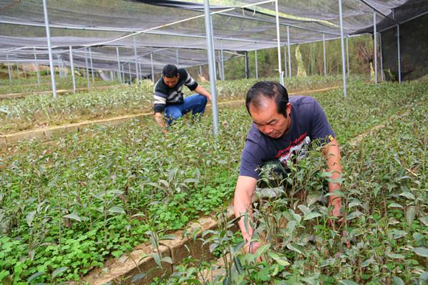 图为白石牙茶育苗基地工作人员正在护理茶苗,为移栽作最后的准备.