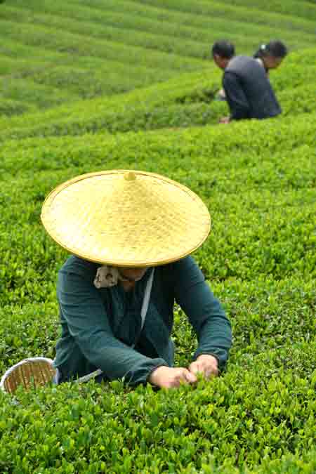 雨前茶指的是清明后,谷雨前采摘的茶,与明前茶同为一年之中的佳品.