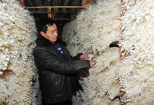 春节菇农采摘忙