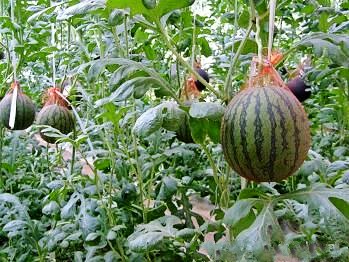 吊蔓西瓜为渭南市东王村群众创收1000多万