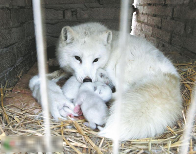 刚出生的狐狸幼崽图片