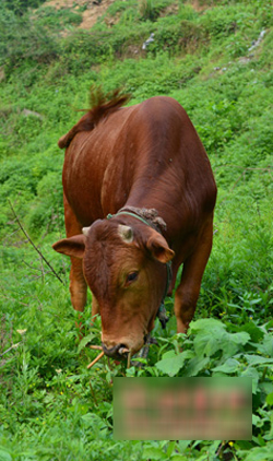 一头牛12本档案光技术就值100万图