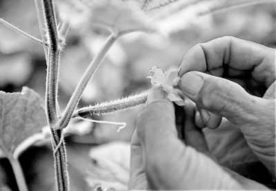 黄瓜亲本同株人工授粉.新华社资料图