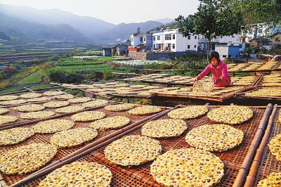 今年干菊每市斤收购价比去年同期提高了7～8元11月16日,新县田铺乡