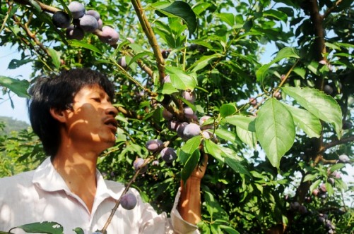 广西天峨:李子撑起山区农民小康梦